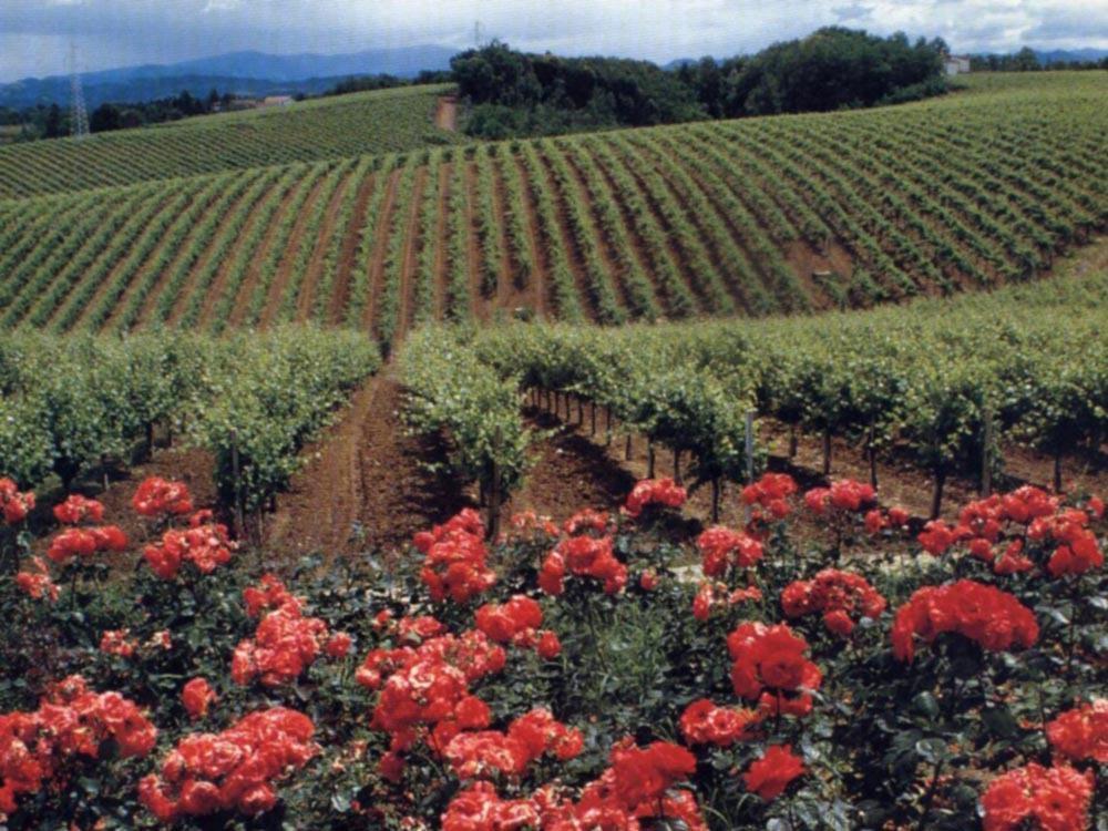 Agriturismo Tenuta La Marchesa Νόβι Λίγκουρε Εξωτερικό φωτογραφία